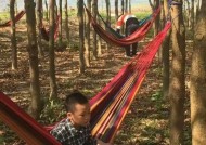 神龙许愿手游版下载，探索奇幻世界的冒险之旅神龙许愿手游版下载安装