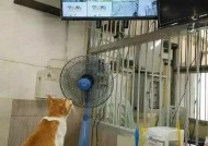 猫和老鼠手游，提升智商的快乐之旅猫和老鼠手游提升智商攻略